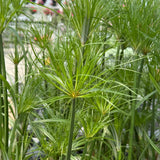 Papyrus Grass