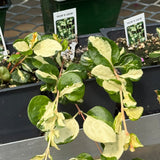 Vinca Vine
