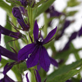 Lobelia/Cardinal Flower Starship Series