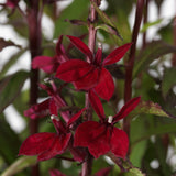 Lobelia/Cardinal Flower Starship Series