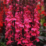 Lobelia/Cardinal Flower Starship Series