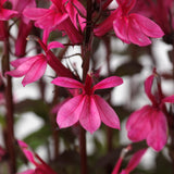 Lobelia/Cardinal Flower Starship Series