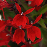 Lobelia/Cardinal Flower Starship Series
