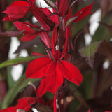 Lobelia/Cardinal Flower Starship Series