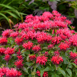 Monarda/Bee Balm Sugar Buzz Series