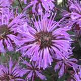 Monarda/Bee Balm Sugar Buzz Series