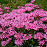 Monarda/Bee Balm Sugar Buzz Series
