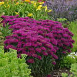 Monarda/Bee Balm Sugar Buzz Series