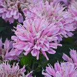 Monarda/Bee Balm Sugar Buzz Series