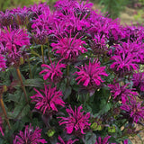 Monarda/Bee Balm Sugar Buzz Series