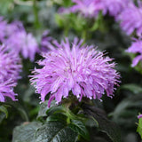 Monarda/ Bee Balm Sugar Buzz Series