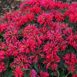 Monarda/ Bee Balm Sugar Buzz Series