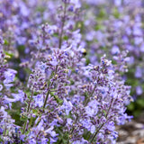 Nepeta/Catmint Proven Winners