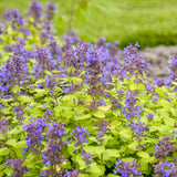 Nepeta/Catmint Proven Winners