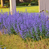 Nepeta/Catmint Proven Winners