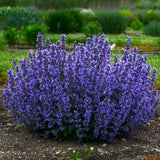 Nepeta/Catmint Proven Winners