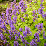Nepeta/Catmint