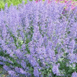 Nepeta/Catmint