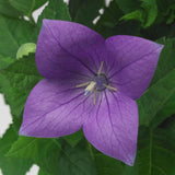 Platycodon/Ballon Flower Sentimental Blue