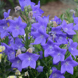 Platycodon/Ballon Flower Sentimental Blue