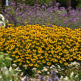 Rudbeckia/Black Eye Susan- Native