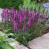 Salvia/Meadow Sage New Dimension Series