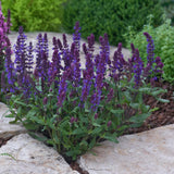 Salvia/Meadow Sage New Dimension Series