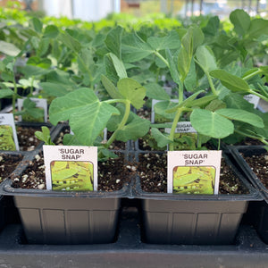 Sugar Snap Pea Plants