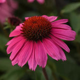 Echinacea/ Coneflower Sombrero Series