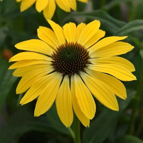 Echinacea/ Coneflower Sombrero Series