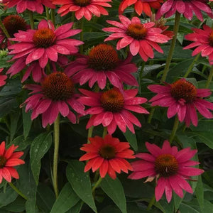 Echinacea/ Coneflower Sombrero Series