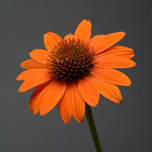 Echinacea/ Coneflower Sombrero Series