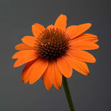 Echinacea/ Coneflower Sombrero Series
