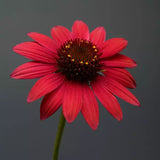 Echinacea/ Coneflower Sombrero Series