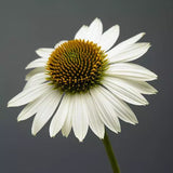 Echinacea/ Coneflower Sombrero Series