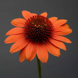 Echinacea/ Coneflower Sombrero Series