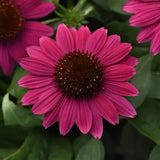 Echinacea/ Coneflower Sombrero Series