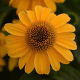 Echinacea/ Coneflower Sombrero Series