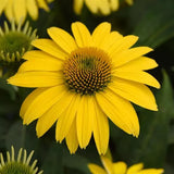 Echinacea/ Coneflower Sombrero Series