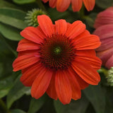 Echinacea/ Coneflower Sombrero Series