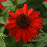Echinacea/ Coneflower Sombrero Series
