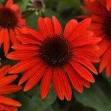 Echinacea/ Coneflower Sombrero Series