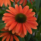 Echinacea/ Coneflower Sombrero Series