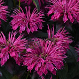 Monarda/Bee Balm Sugar Buzz Series