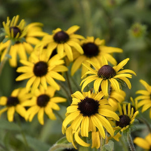 Rudbeckia/Black Eye Susan- Native