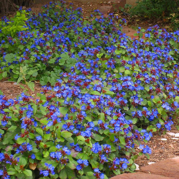 Ceratostigma/Leadwort