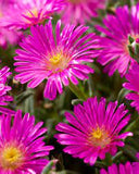 Delosperma/Ice Plant