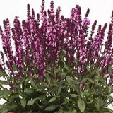 Salvia