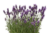 Lavandula/Lavander