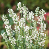 Lavandula/Lavander